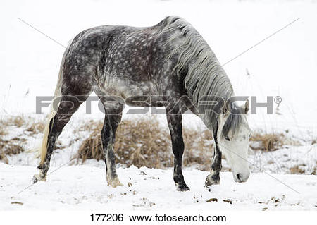 Dapple gray horse Images and Stock Photos. 286 dapple gray horse.