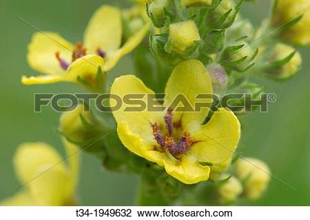 Stock Photo of Dark Mullein, Verbascum nigrum, Schleswig.