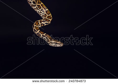 Jungle Carpet Python Stock Photos, Royalty.