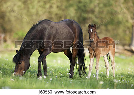 Stock Photography of Dartmoor Pony horse and foal on meadow 160550.