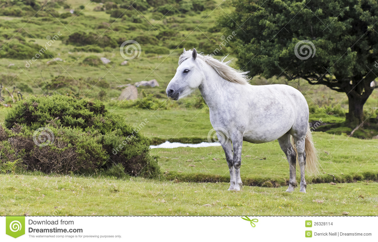 A Beautiful White Dartmoor Pony, Devon, England Stock Images. A Beautiful White Dartmoor Pony, Devon, England Stock Images.