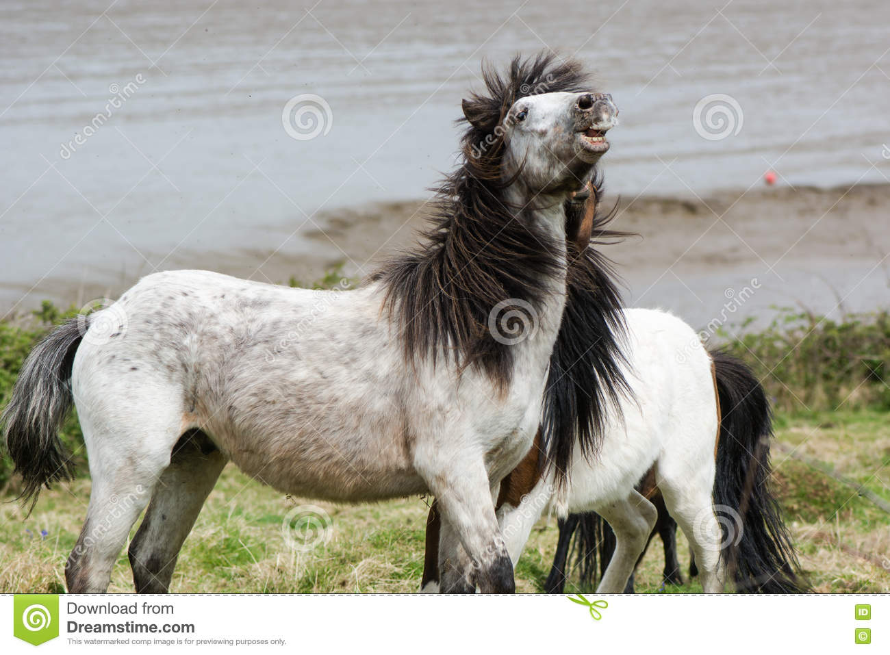 Grey Dartmoor Pony Stallion With Mouth Open And Teeth Stock Photo. Grey Dartmoor Pony Stallion With Mouth Open And Teeth Stock Photo.