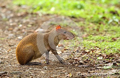 red rumped agouti size