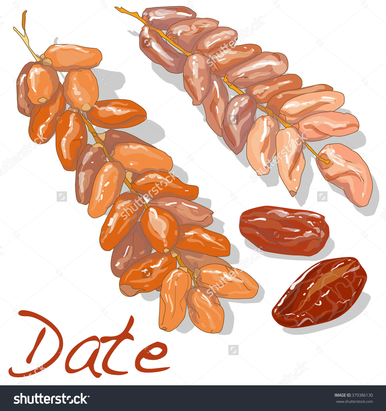 Date Fruit Dry Date Fruit Isolated Stock Vector 379386130.