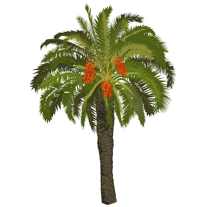 date palm clip art 20 free Cliparts | Download images on Clipground 2024