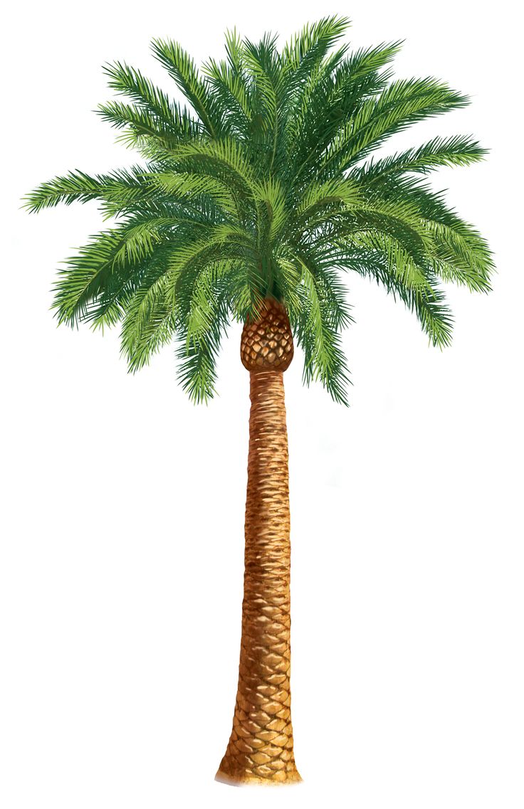 Date Palm Tree Clipart.