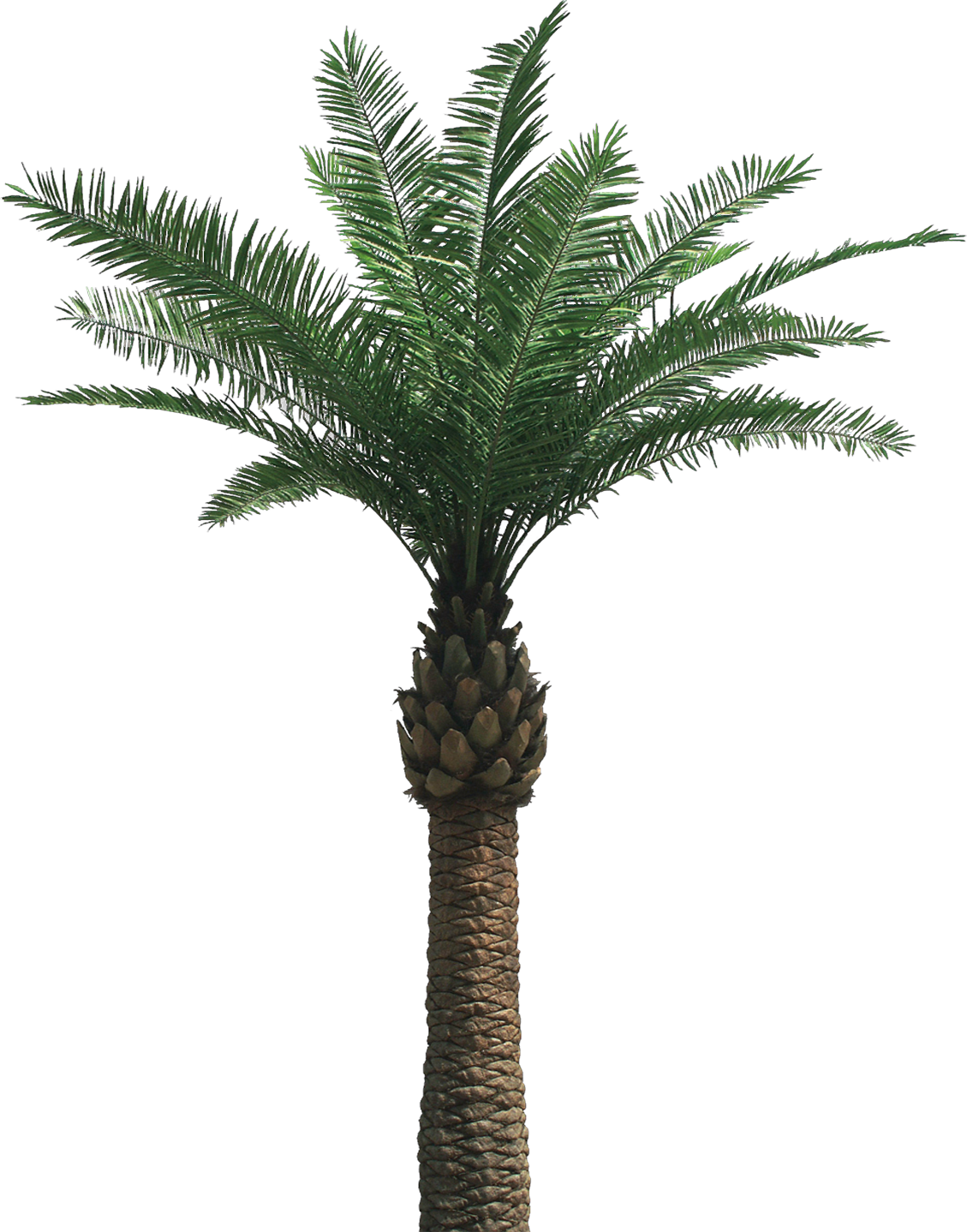 Date Palm PNG Transparent Date Palm.PNG Images..
