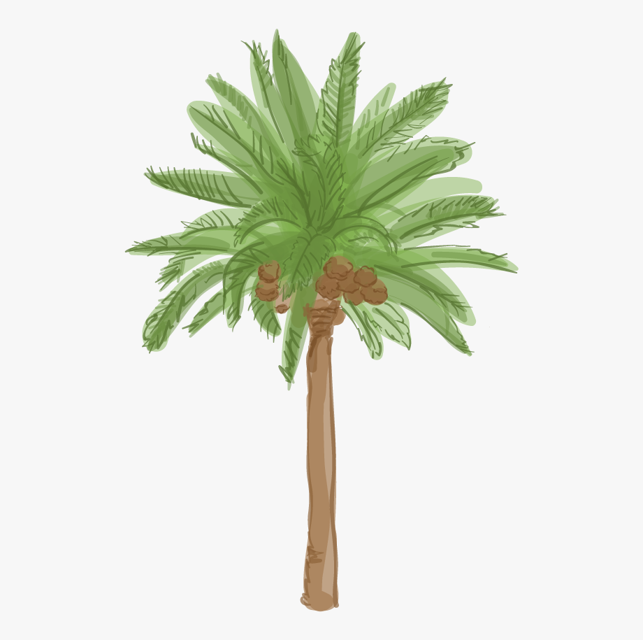 Canary Island Date Palm.