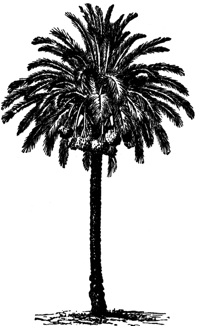 Date Palm Tree Clipart Clip Art Library | Images and Photos finder