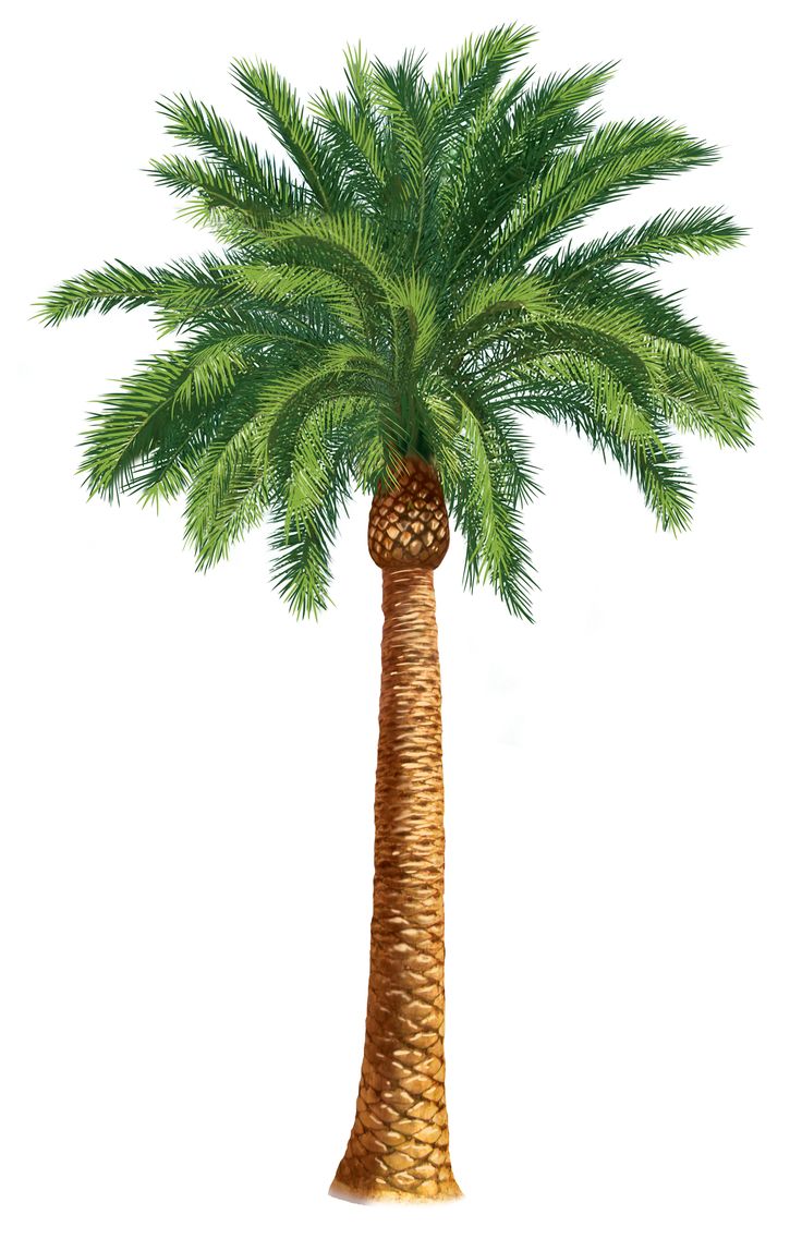 1000+ ideas about Palm Tree Clip Art on Pinterest.