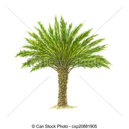 Date palm Illustrations and Stock Art. 772 Date palm illustration.