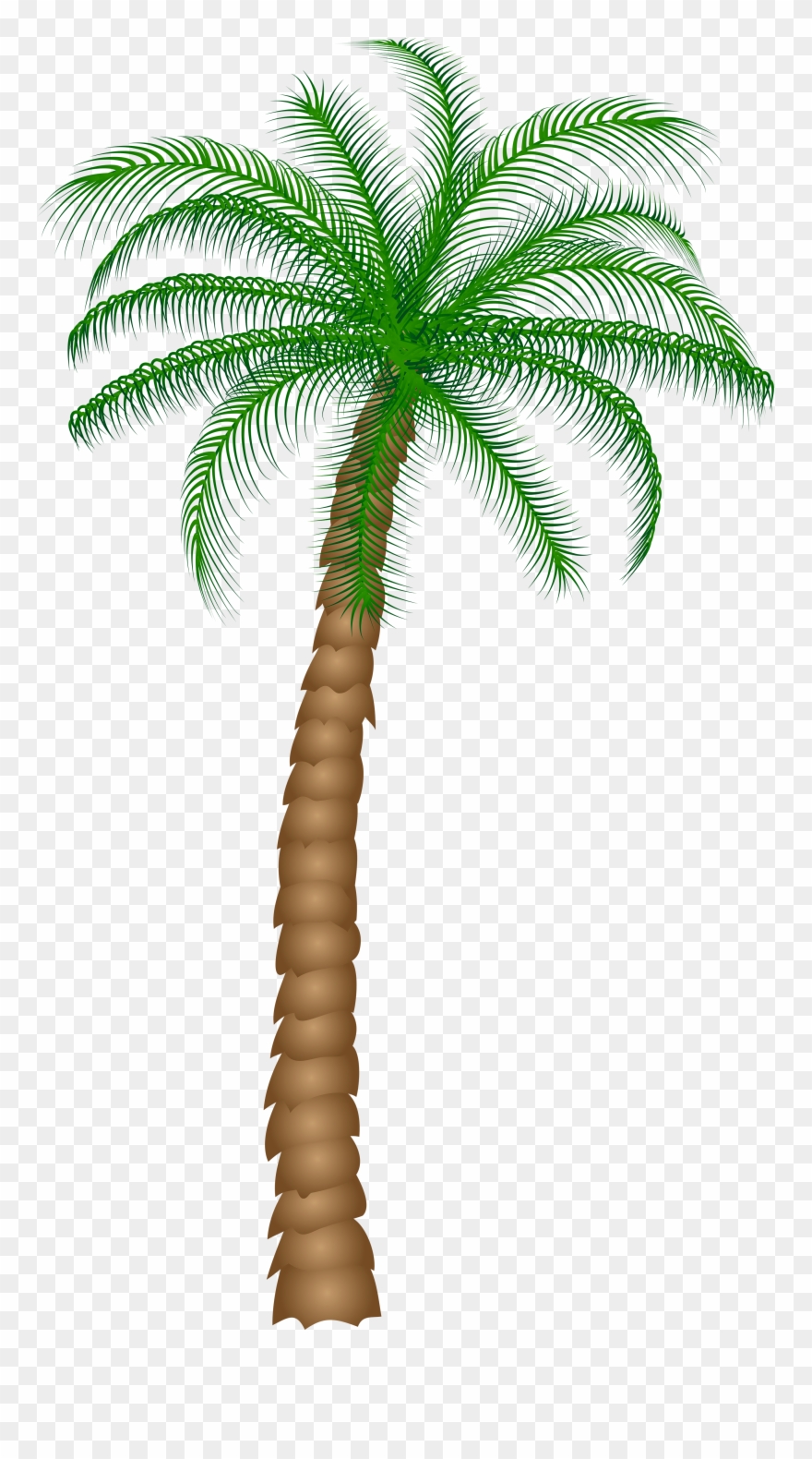 Date Palm Fruit Tree Clipart.