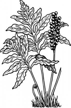  Daun  pakis clipart 20 free Cliparts Download images on 