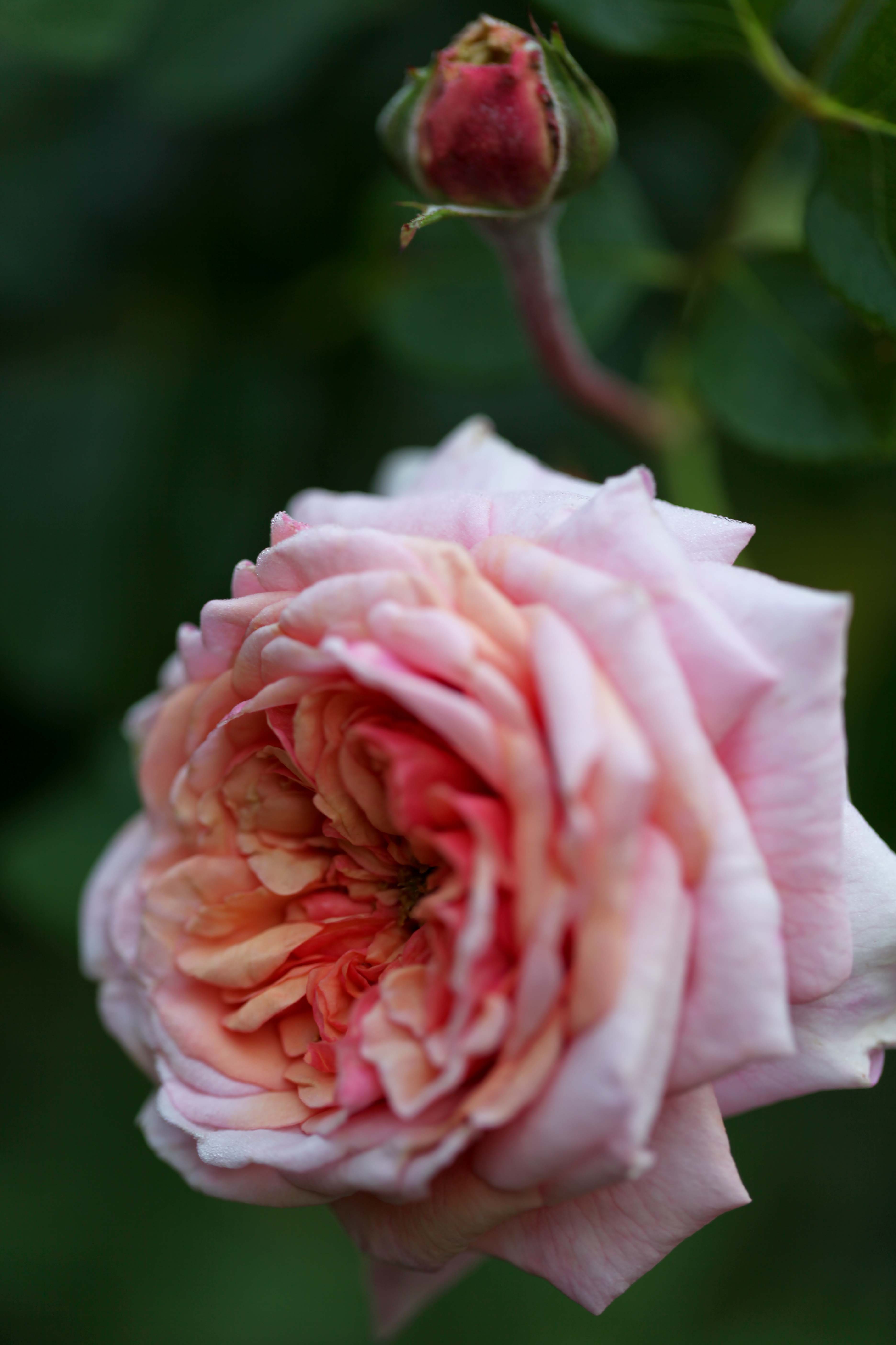 The Graceful Gardener » Kordes roses.