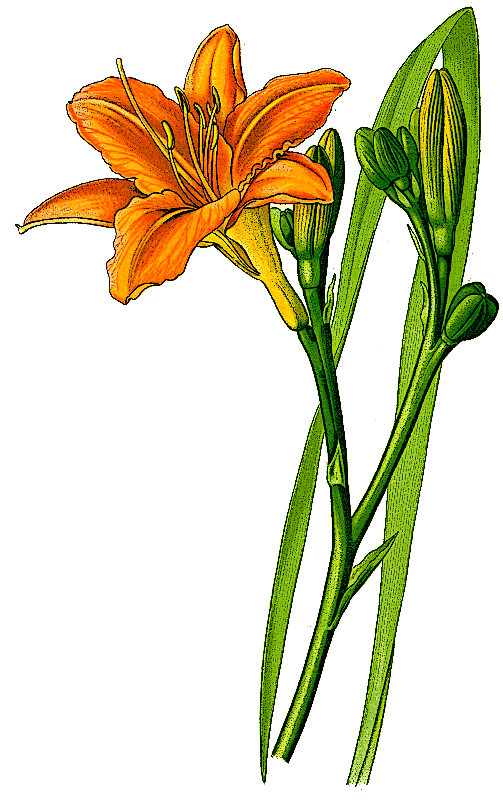 Orange Daylily Hemerocallis Fulva Clip Art Download.