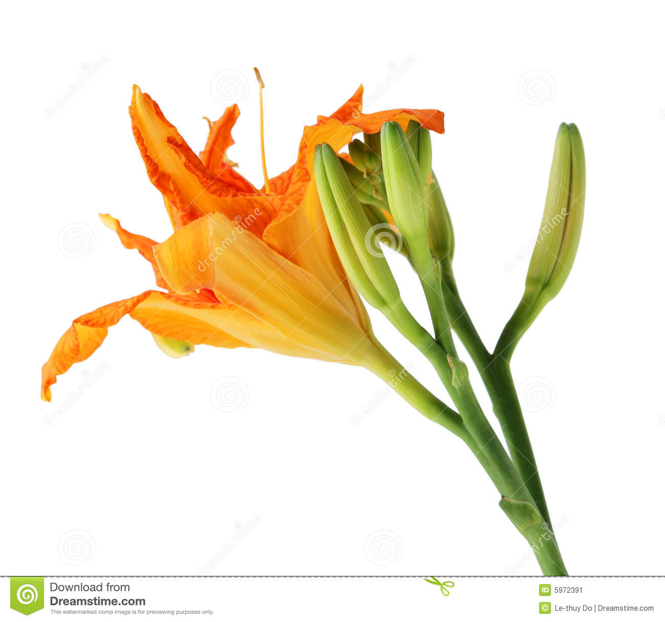 Day lily stem clipart.