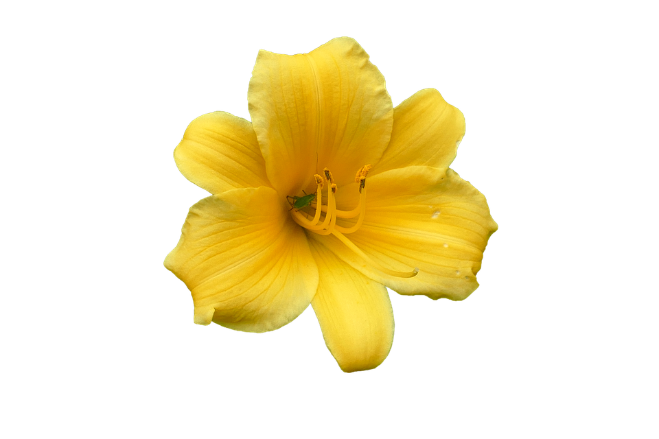 Daylily Lily Blossom.