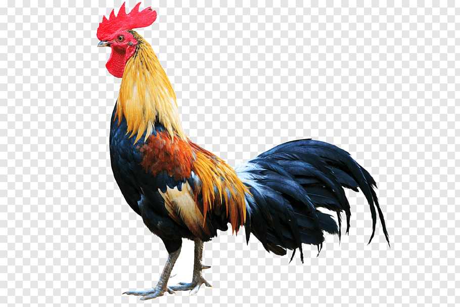 Yellow, red, and black roaster, Rhode Island Red Rooster.