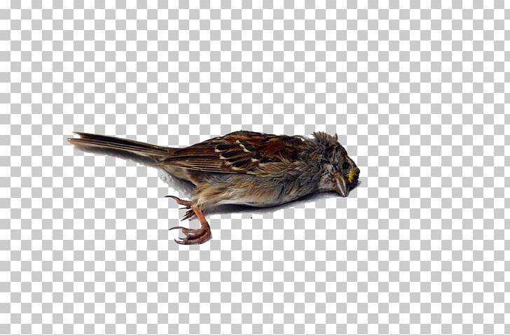 Death clipart bird for free download and use images in presentations.