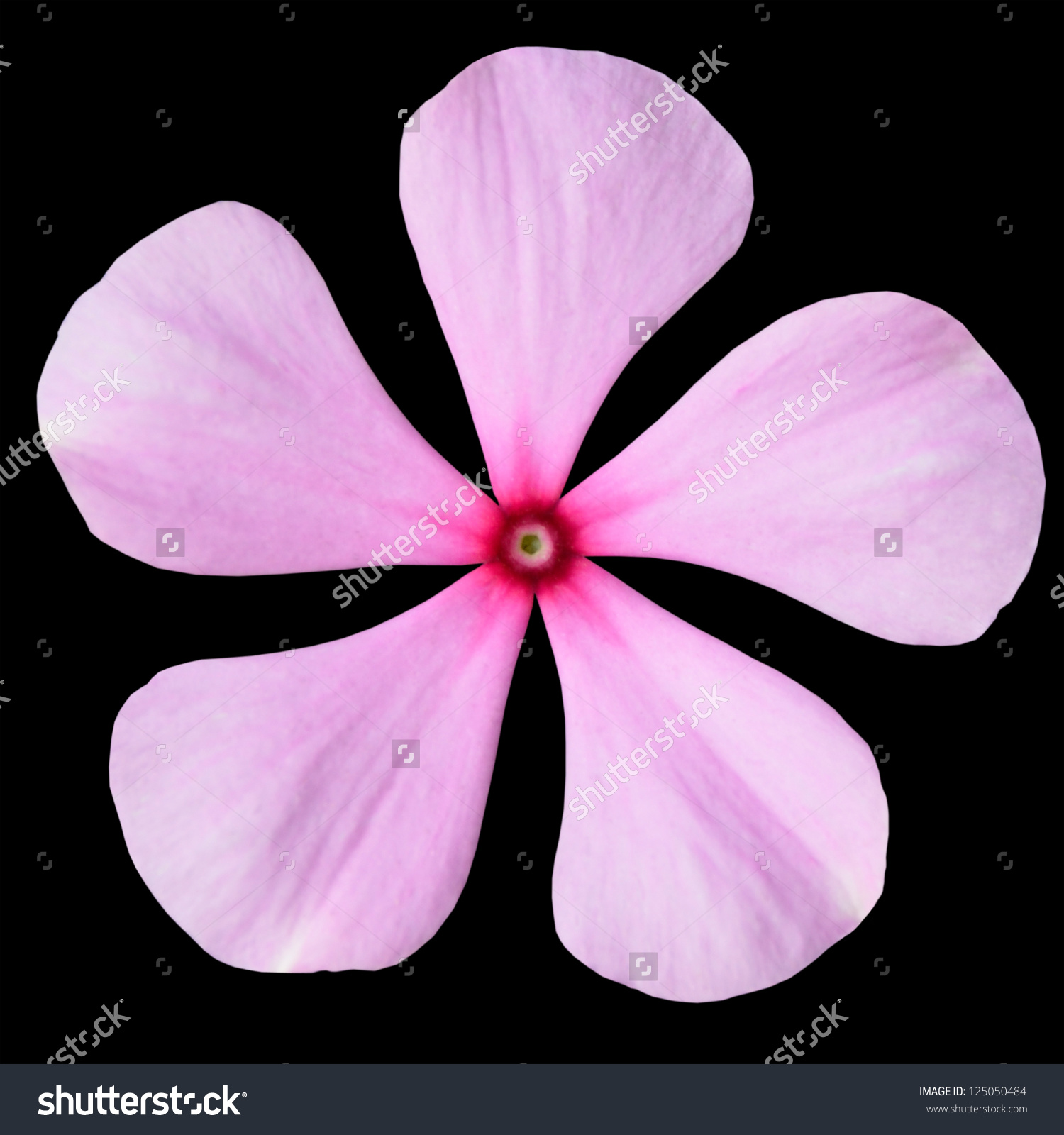 Pink Periwinkle Flower Red Center Madagascar Stock Photo 125050484.