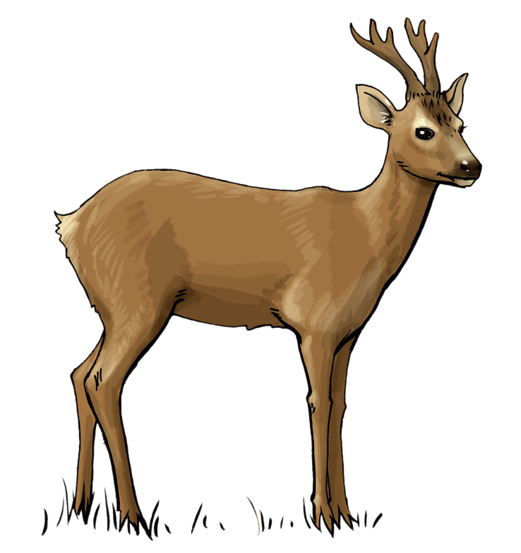 Deer Clipart Free.