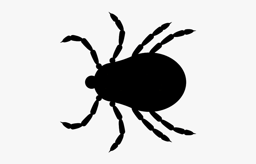 Download Free Png Tick Insect Png.