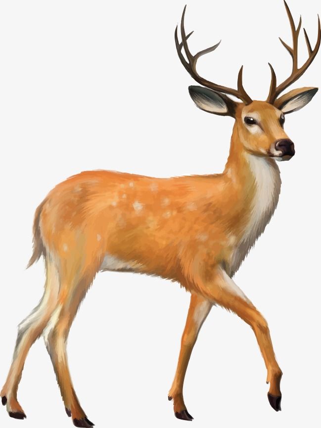 Deer, Deer Vector, Vector PNG Transparent Clipart Image and.