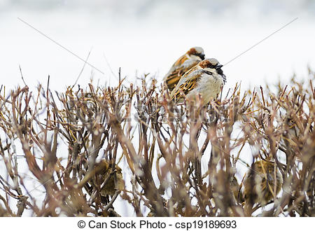 Stock Photographs of shelter of small defenceless sparrow birds.