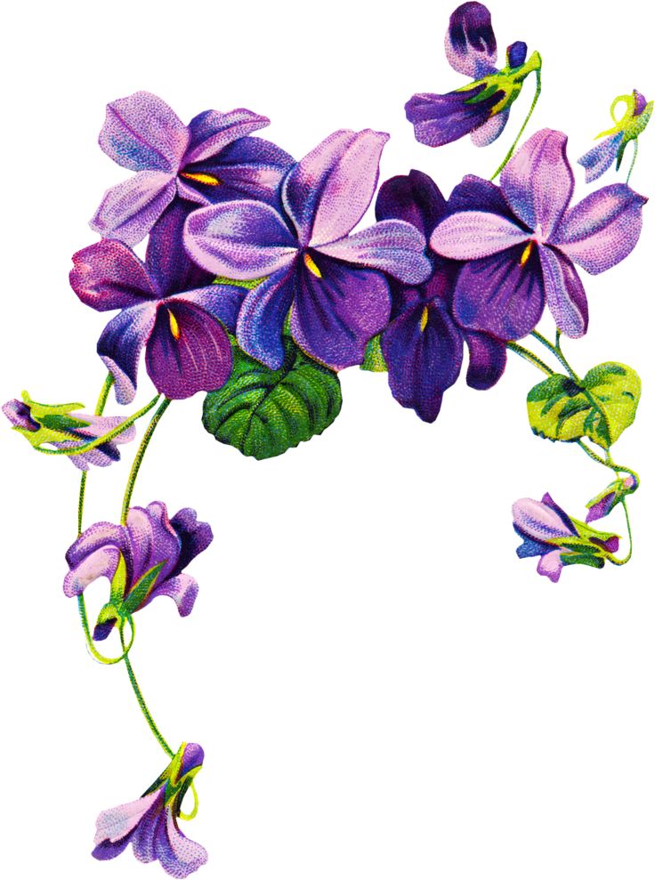 1000+ ideas about Violet Flower Tattoos on Pinterest.