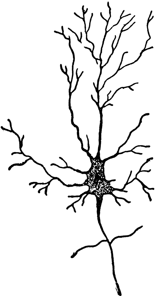Neuron 20clipart.