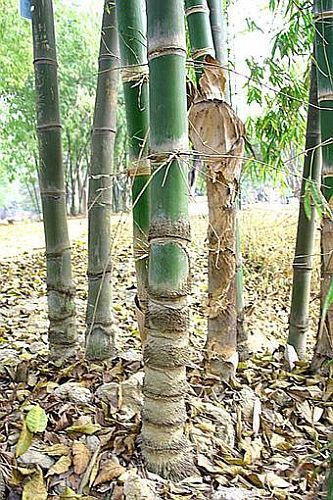 Dendrocalamus barbatus giant bamboo 15 seeds by exoticseedshop.