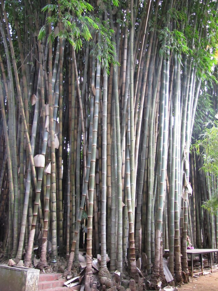 Dendrocalamus giganteus — Guadua Bamboo.