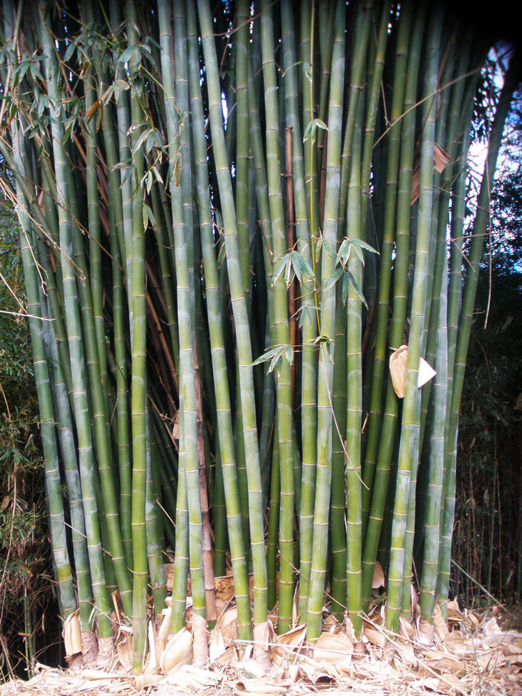 Dendrocalamus latiflorus — Guadua Bamboo.