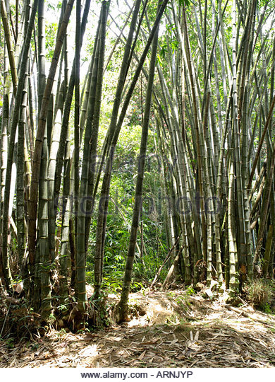 Trunks Of Bamboo Plants Stock Photos & Trunks Of Bamboo Plants.