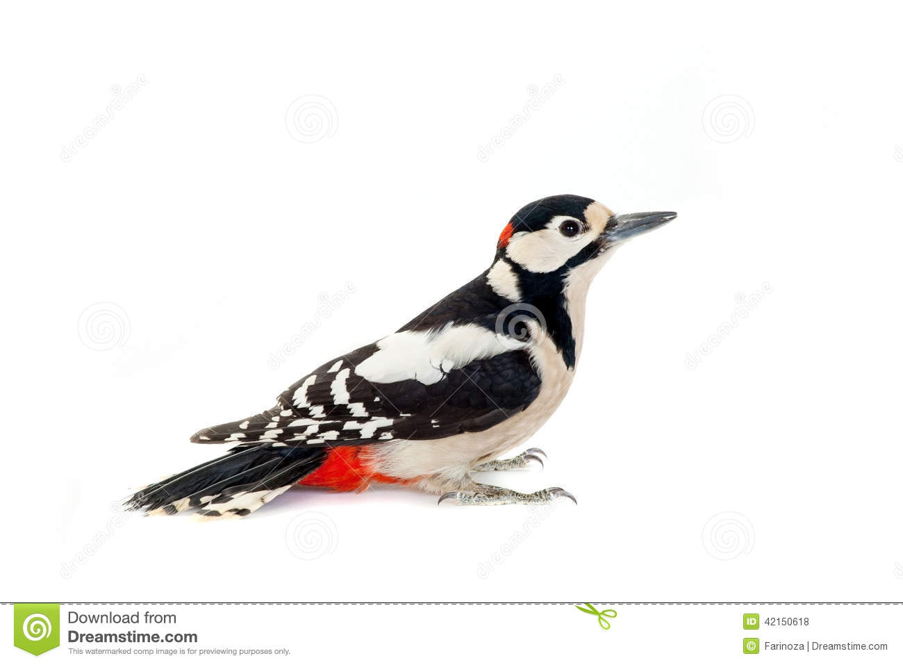 Great Spotted Woodpecker On White Stock Photo.