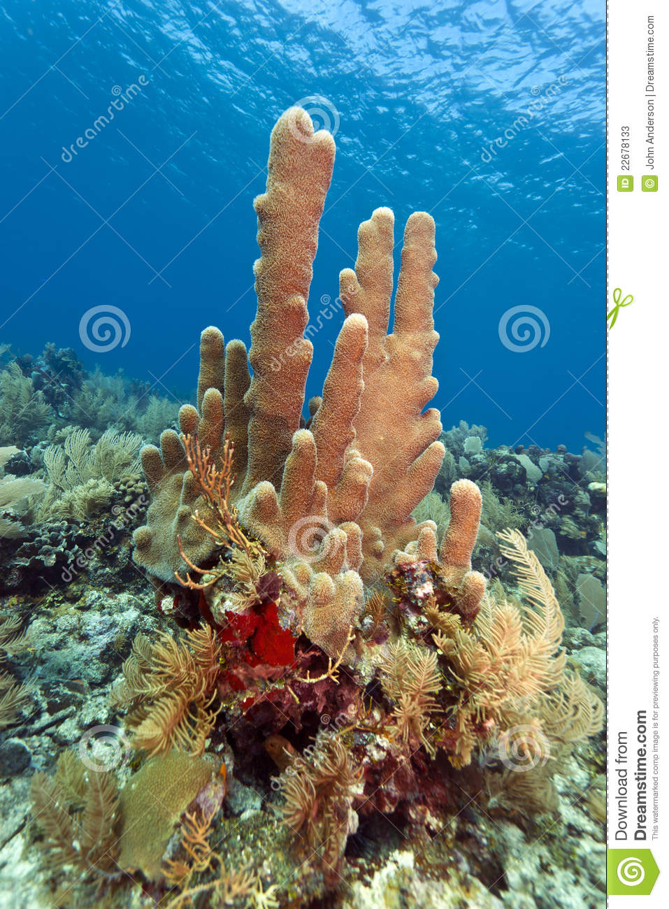 Pillar Corals (Dendrogyra Cylindricus) Stock Photos.