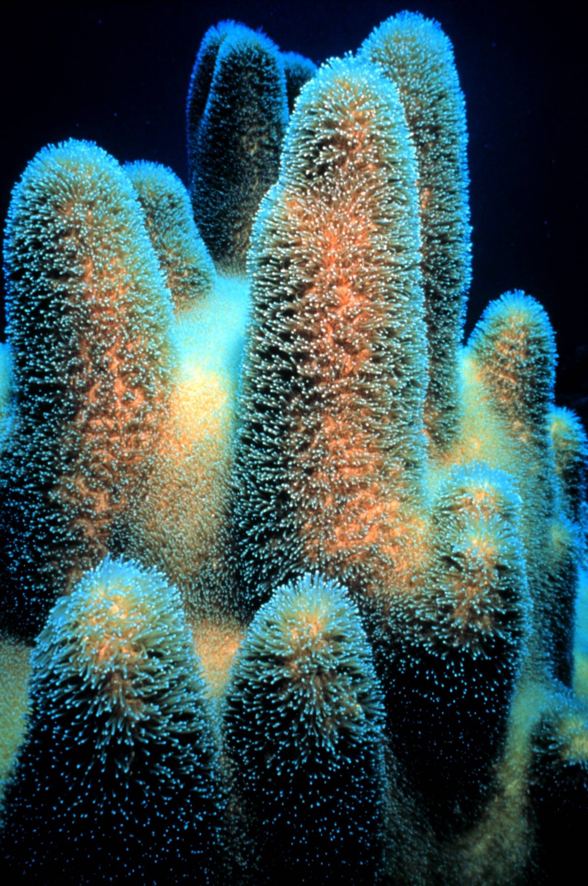 Pillar Coral (Dendrogyra cylindricus).