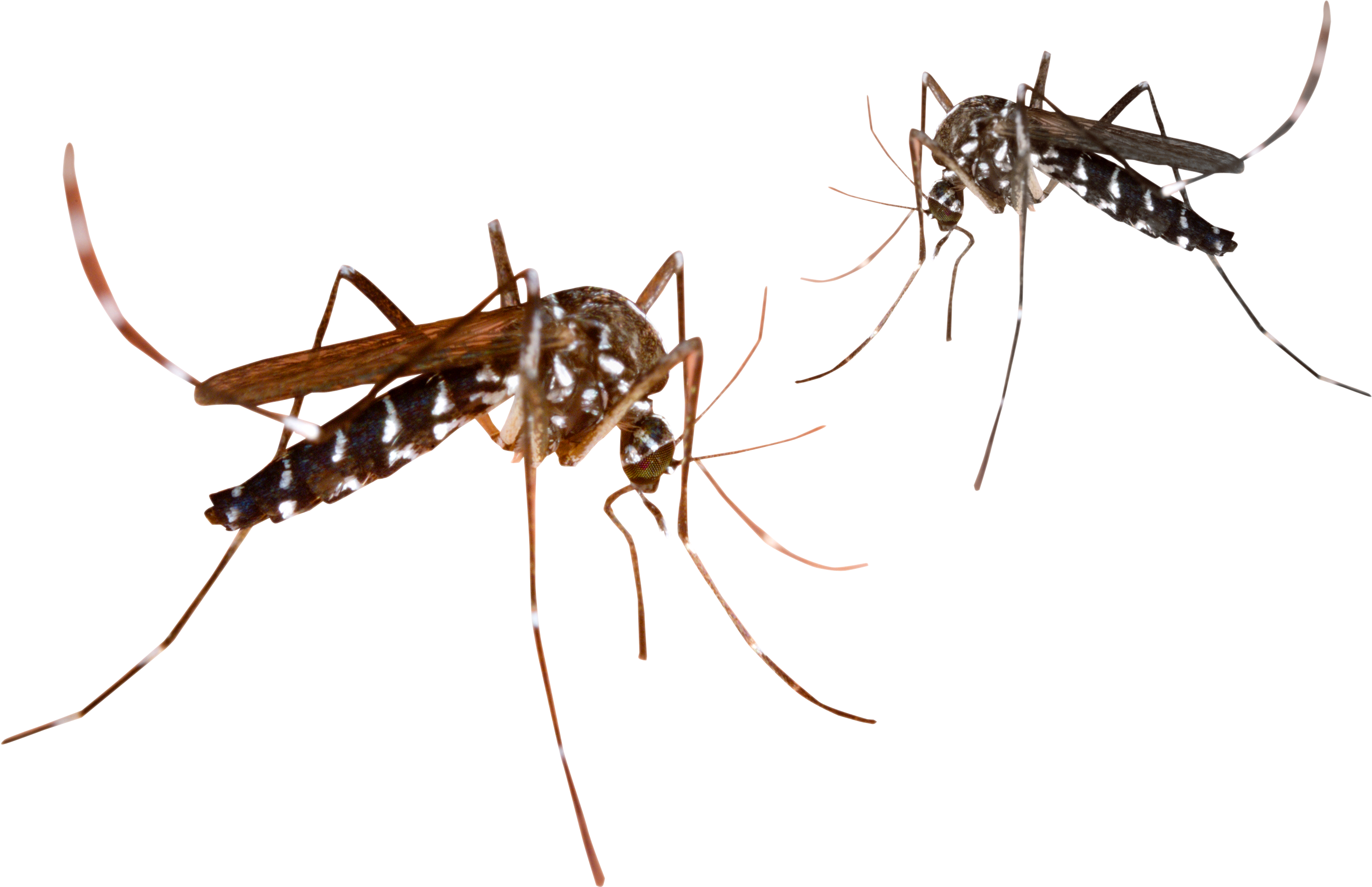 Mosquito Clipart Malaria Mosquito.