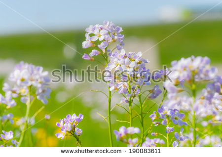 Bittercress Stock Photos, Royalty.