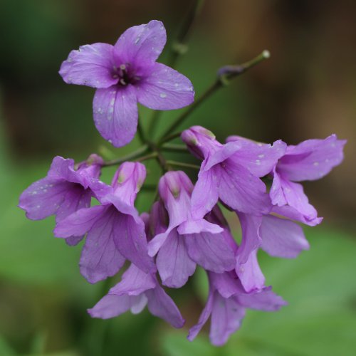 Fingerblättrige Zahnwurz / Cardamine pentaphyllos aus dem Online.