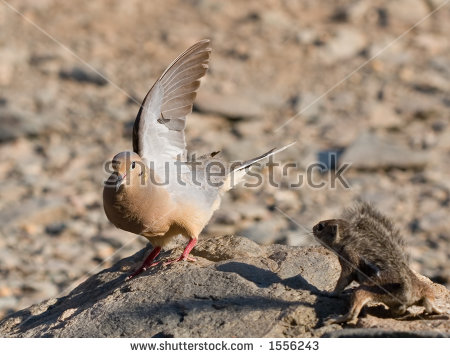 White Dove Of The Desert Stock Photos, Royalty.