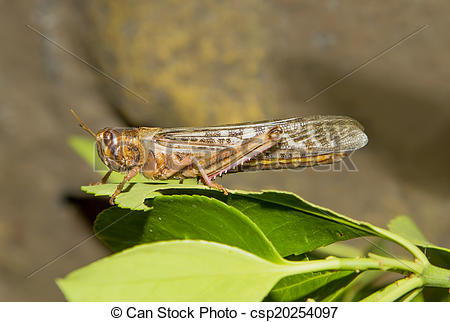 Stock Photographs of Desert Locust (Schistocerca gregaria.