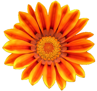 Free Realistic Flowers Cliparts, Download Free Clip Art.