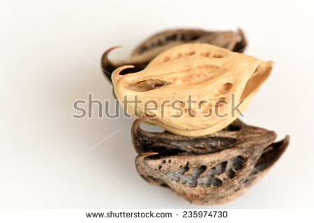 Devils Claw Stock Photos, Royalty.