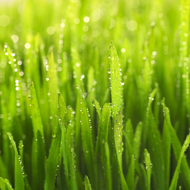 Grass with dew clipart.
