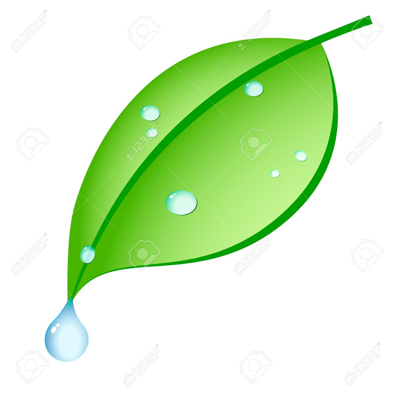 Green Leaf With Drops Of Dew On Royalty Free Cliparts, Vectors.