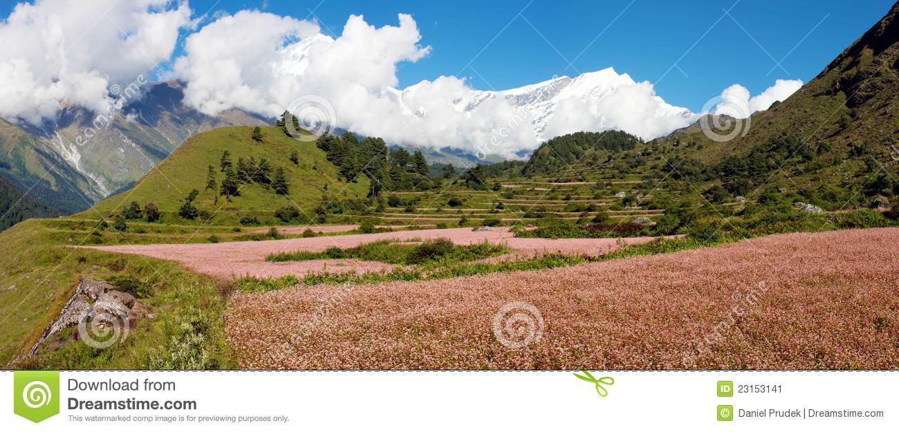 Dhaulagiri Himal With Buckwheat Field Stock Image. Dhaulagiri Himal With Buckwheat Field Stock Image.