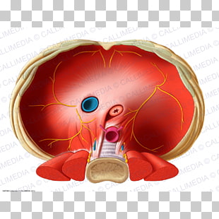 Thoracic diaphragm Inferior vena cava Human anatomy.