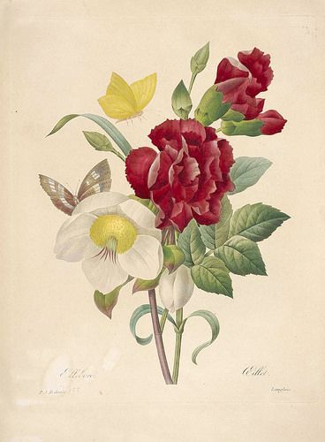 Christmas Rose (Hellebore niger) and Red Carnation (Dianthus.