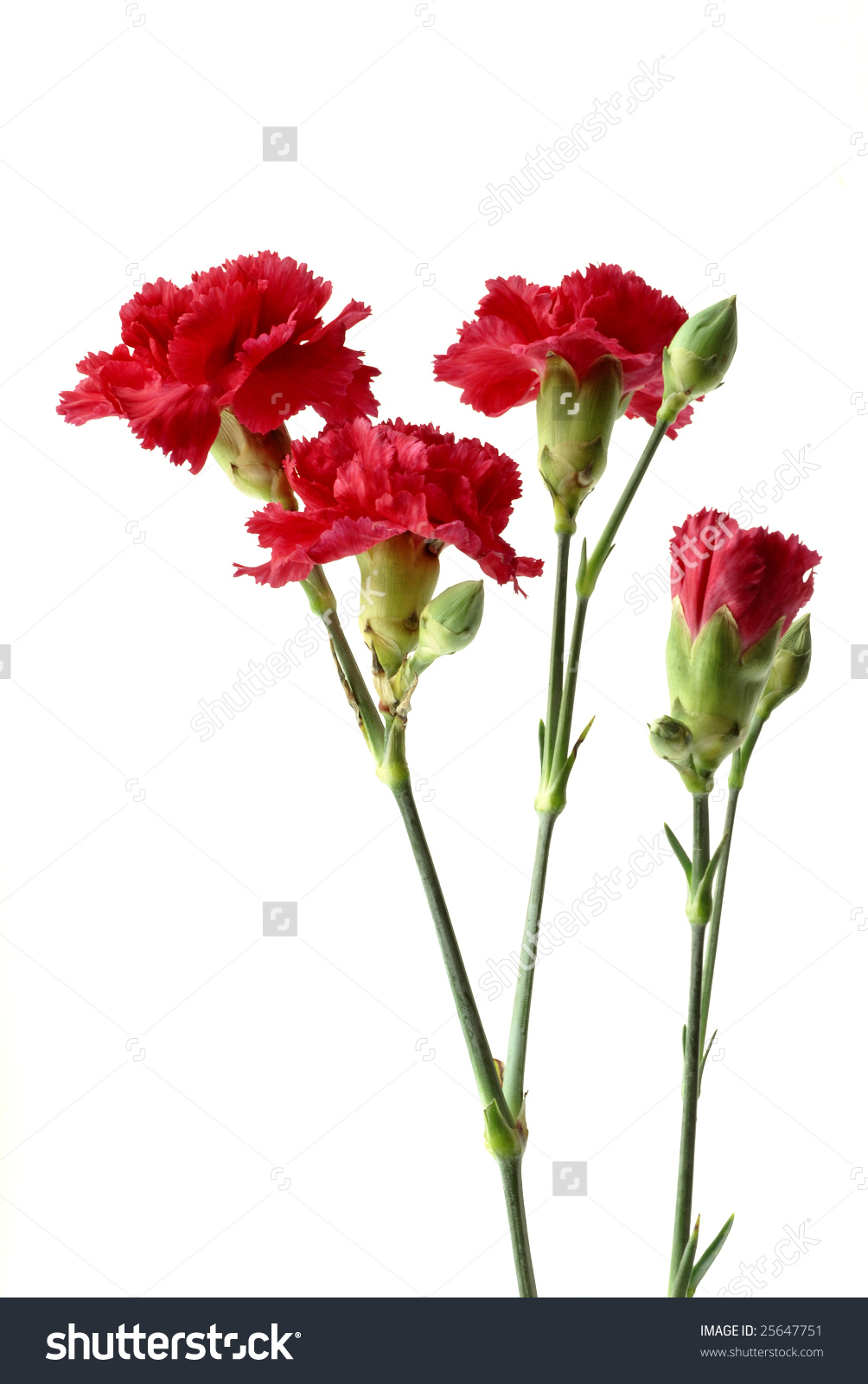 Dianthus caryophyllus clipart 20 free Cliparts | Download images on